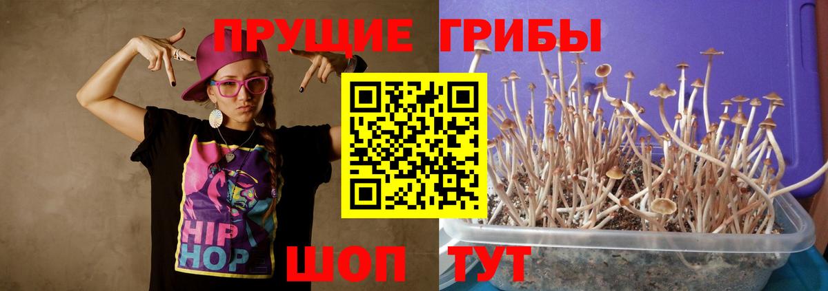 Светлоград  Псилоцибиновые грибы прущие грибы  Вход с VPN 